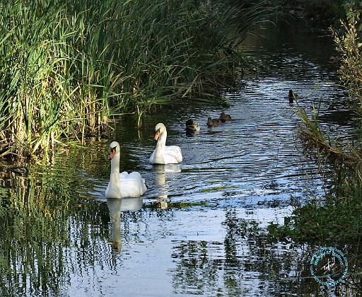 Mute Swan 9P51D-159.JPG